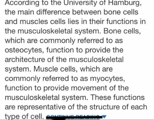 What makes bone and muscle cells diffrent?