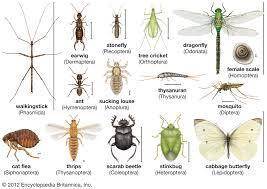 Insects are the most diverse group of organisms, in terms of numbers of species, dominating terrestr