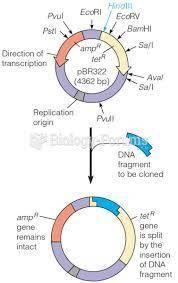 The questions below will  determine which restriction enzyme should be used to make a plasmid that c