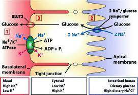 Na+/k+atpase (sodium potassum adenosine triphosphatase) is found in the plasma membrane and catalyze