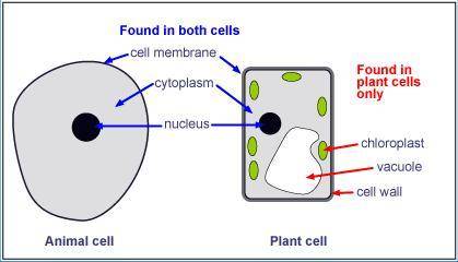 Which structure is common to plant and animal cells?