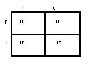 What do the letters in each box of of punnett square tell you?   a.the parents of a set of offspring