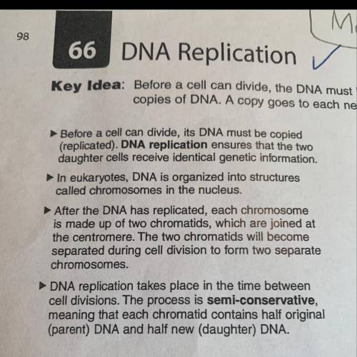 What are the steps in dna replication?