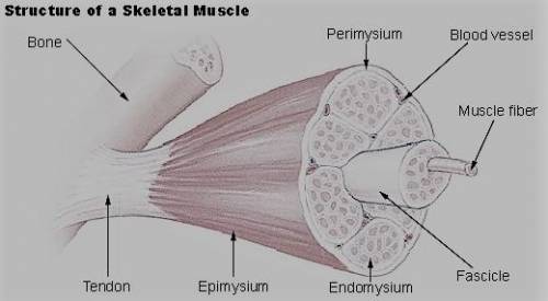 Which connective tissue bundles muscle fibers into fascicles?