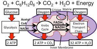 The primary role of oxygen in cellular respiration is to