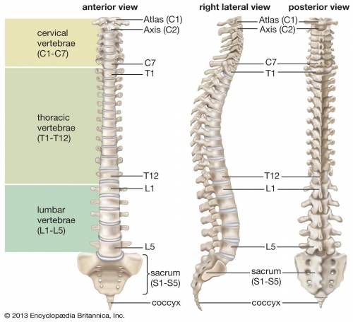 Which type of paralysis from spinal cord transection occurs in the upper thoracic or cervical region