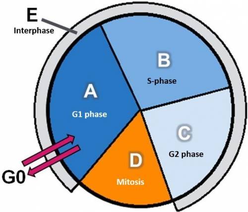 Identify the stages of the cell cycle using the drop- down menus label a label b label c label d lab