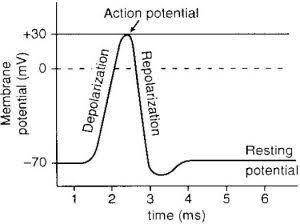 Identify the correct statement about the resting membrane potential of a cell. group of answer choic