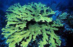 Which reef did coverage of elkhorn ( acropora palmata ) change the most and by how much