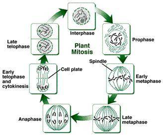 Name each numbered stage in the plant cell cycle diagram:  (interphase, prophase, metaphase, anaphas