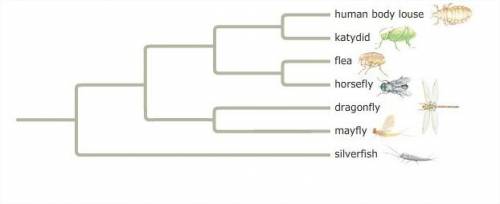 This is one possible phylogenetic tree representing the relationships between some members of phylum
