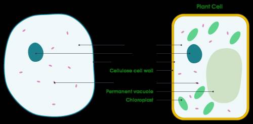 Which of the following is a eukaryotic cell?  select all that apply