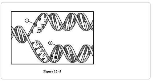 1.) in figure 12-5 ( attached image) what nucleotide is going to be added at 1 point oposite from th