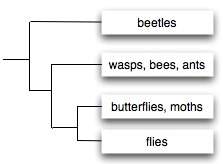 Based on the cladogram, if moths undergo complete metamorphosis, we would most likely infer that a)