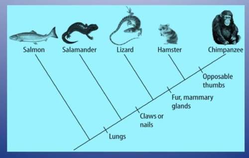 Study the cladogram. what does the lizard share with the chimpanzee? a) lungs only b) claws or