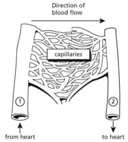 !will give brainliest! the diagram below represents blood moving through a portion of the cardiovasc