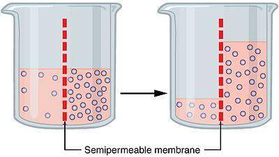 The beaker in the diagram below has a selectively permeable membrane separating two solutions. assum