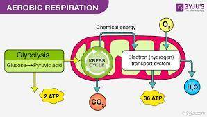 Describe two scenarios where where respiration can occur