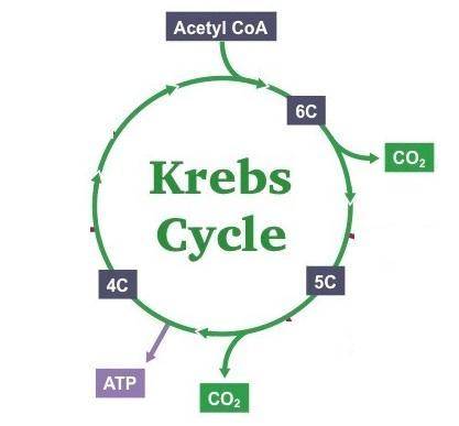 Identify the stage of cellular respiration in which each of the following takes place. produces 32 a