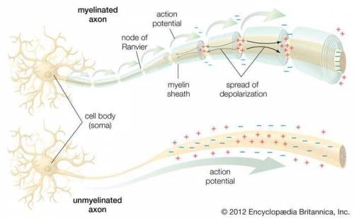 In myelinated axons the voltage-regulated sodium channels are concentrated at the nodes of ranvier.