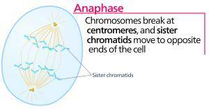 In what phase of mitosis are chromosomes moving toward opposite sides of the cell?