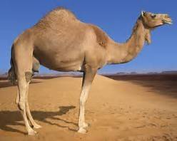 Name 2 examples of animals found in the desert. include descriptions and a picture of each.