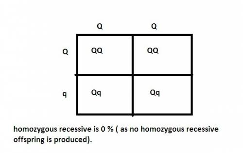 If a homozygous dominant parent and a heterozygous parent are crossed, what percentage of the offspr
