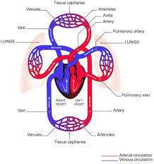 The blue areas in the image represent the body parts that transport deoxygenated blood throughout th