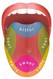 Where are the salty taste buds located on the tongue?