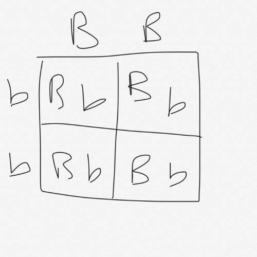 Use a punnett square to explain how a dominant allele masks the presence of a recessive allele