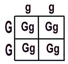 Use a punnett square to explain how a dominant allele masks the presence of a recessive allele