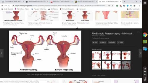 Where are the fallopian tubes located  between -vagina and the cervix -bladder and the urethra  -ova
