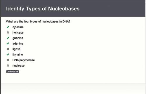 What are the four types of nucleobases in dna?
