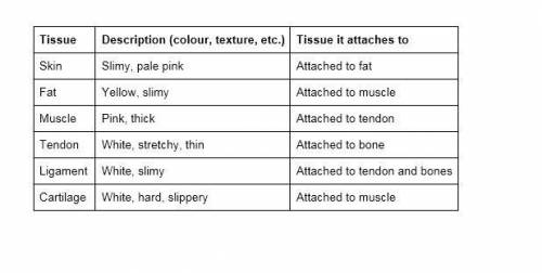 10 points tissue description (color, texture, etc.) tissue it attaches toskin fat muscles tendon li