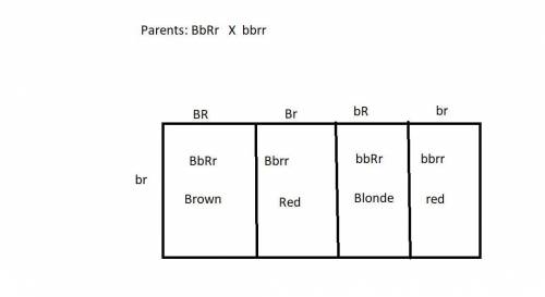 Human hair color is a classic, if oversimplified, example of recessive epistasis. red hair is caused