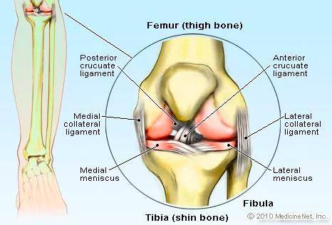 What is the relationship between ligaments, bones and joints?
