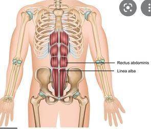 Muscles with fibers that run parallel to the long axis of the body are called