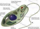 What is the cell structure of protista