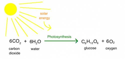 What are the starting products in photosynthesis?