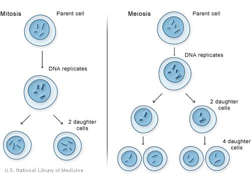The process by which a cell divides into two daughter cells is called