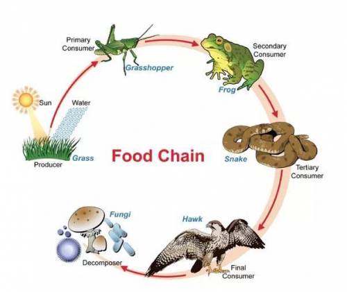 What is a food chain and what does it do?