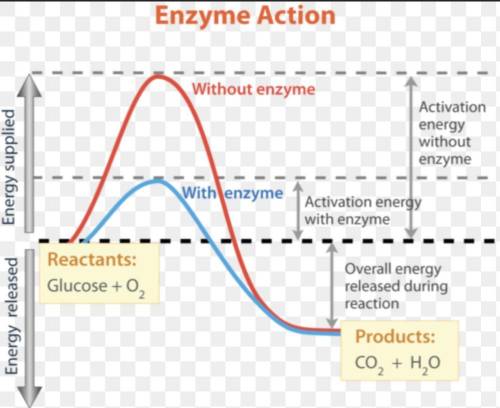 Which area of the graph shows the activation energy required if an enzyme was not present ?