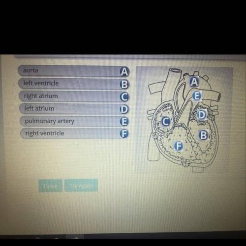 Label the part that make up the human heart. drag the item on the left to the correct location on th