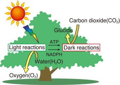 Which term is least appropriate and why ?  the light-independent reactions, carbon dioxide fixation,