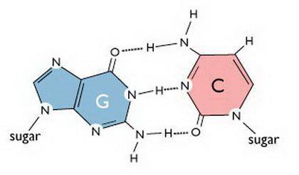 Ascientist knows that a molecule of dna is 27% cytosine what else does the scientists know about the