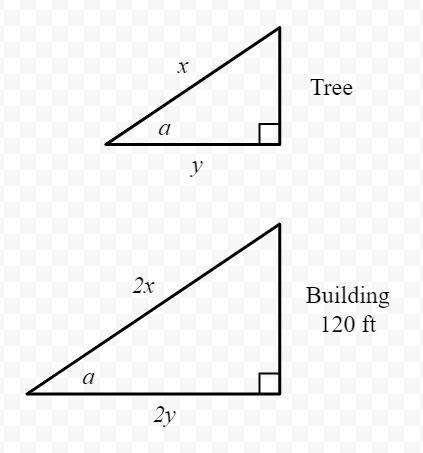 Asap.use the information in the diagram to determine the height of the tree. the diagram is not to s