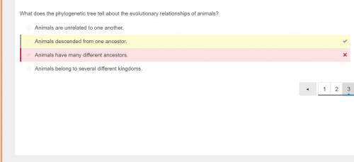 Why does the phylogenetic tree tell you about the evolutionary relationships of animals?  a. animals
