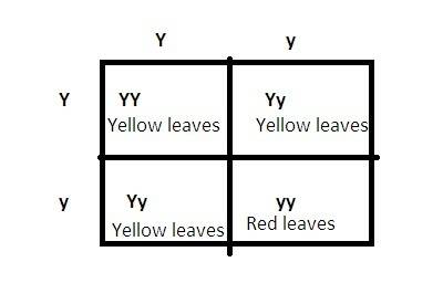 In a certain plant, yellow leaves are dominant (y) and red leaves are recessive (y). a plant with ge