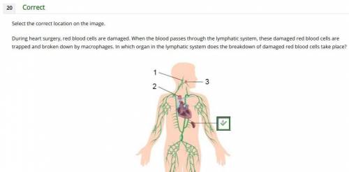 In which organ in the lymphatic system does the breakdown of damaged red blood cells take place?