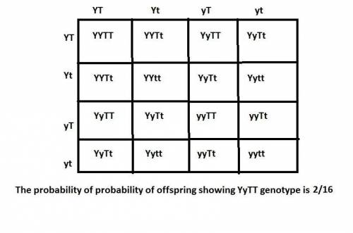 Consider the following cross:   parent 1:  yytt parent 2:  yytt using the rules of probability, dete